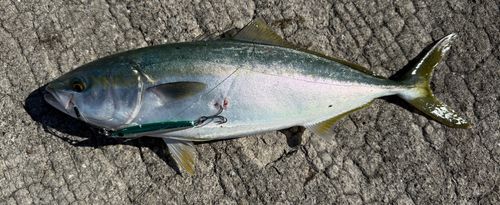 イナダの釣果