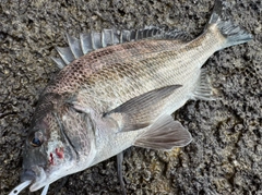 チヌの釣果