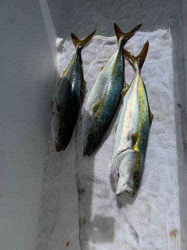 ツバスの釣果