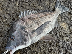 チヌの釣果