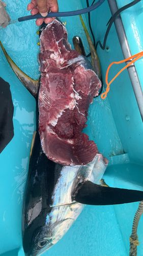 キハダマグロの釣果