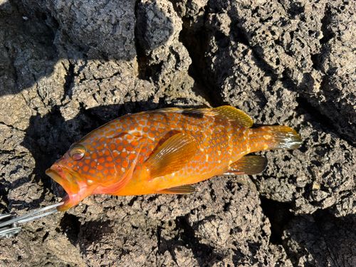 アコウの釣果