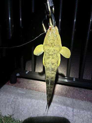 マゴチの釣果