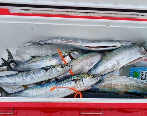 サゴシの釣果