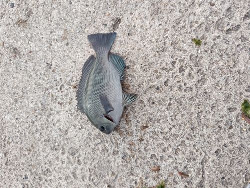 グレの釣果