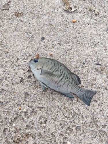 グレの釣果