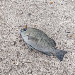 グレ
