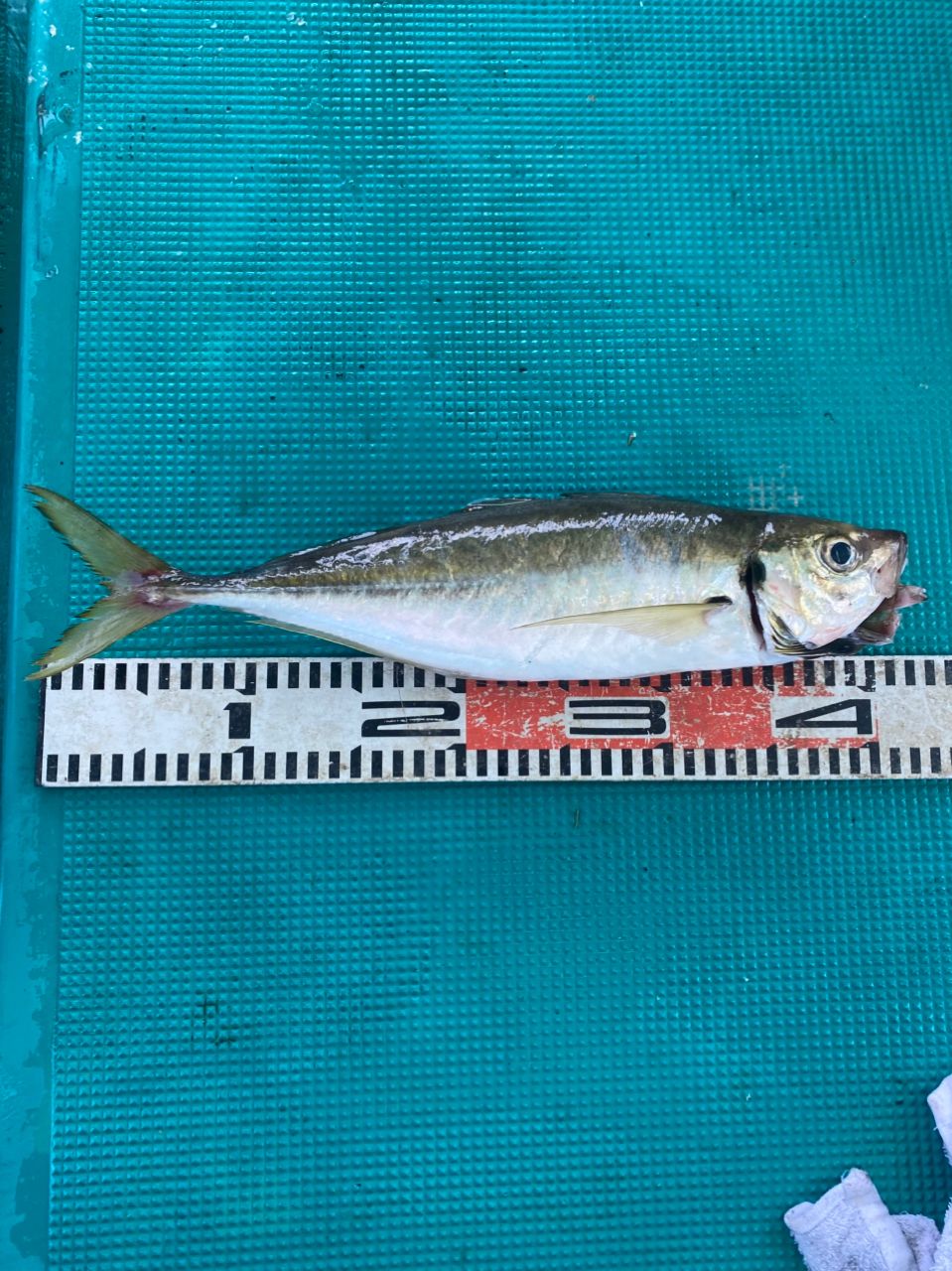拓丸さんの釣果 2枚目の画像