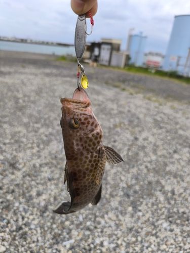 オオモンハタの釣果