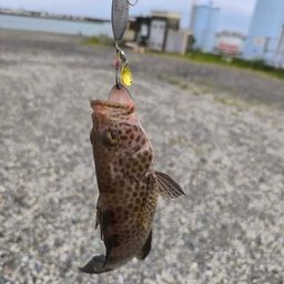 オオモンハタ