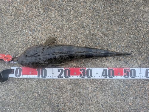 マゴチの釣果