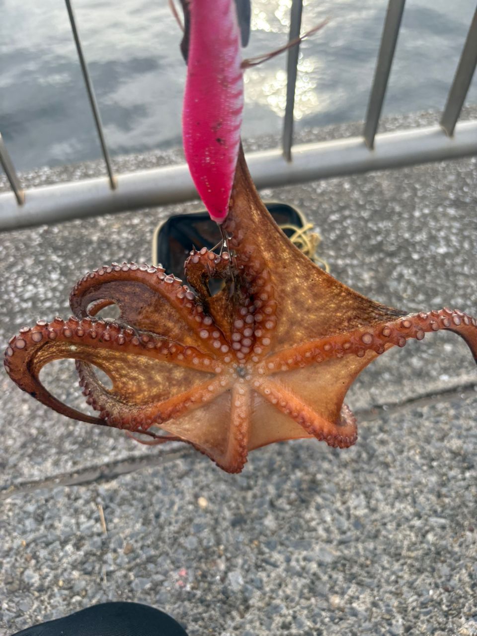 タコ