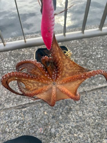 タコの釣果