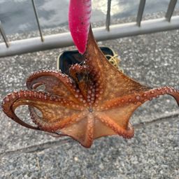 タコ