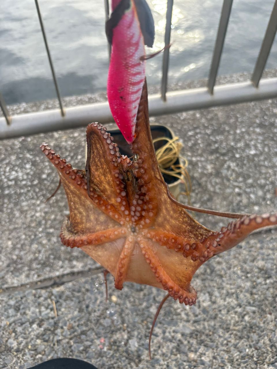 タコ