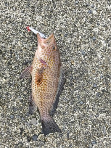 オオモンハタの釣果
