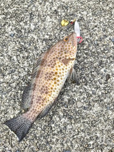 オオモンハタの釣果