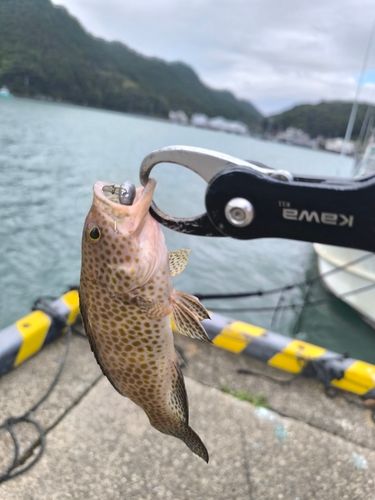 オオモンハタの釣果