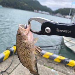 オオモンハタ