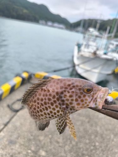 オオモンハタの釣果