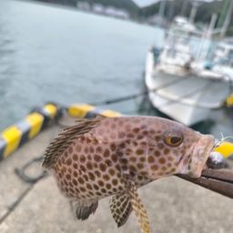 オオモンハタ