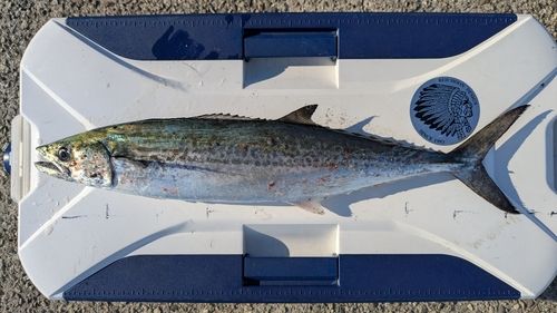 サゴシの釣果