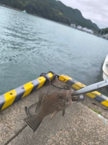 オオモンハタの釣果