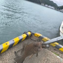 オオモンハタ