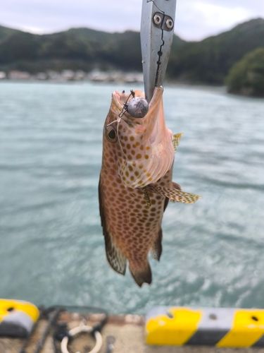 オオモンハタの釣果