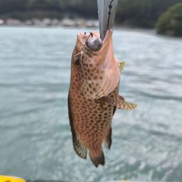 オオモンハタ