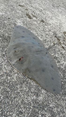 ツバクロエイの釣果