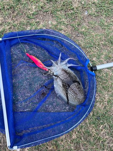 シリヤケイカの釣果