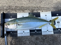 イナダの釣果
