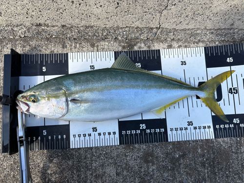 イナダの釣果