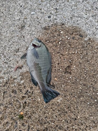 グレの釣果