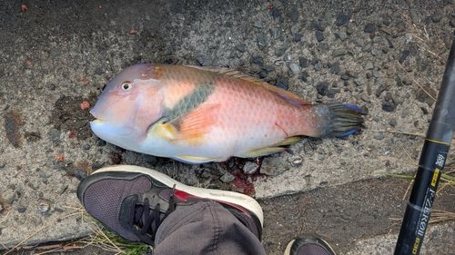 鴨池海づり公園
