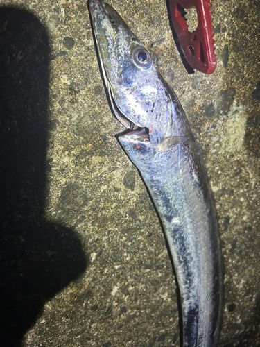 タチウオの釣果