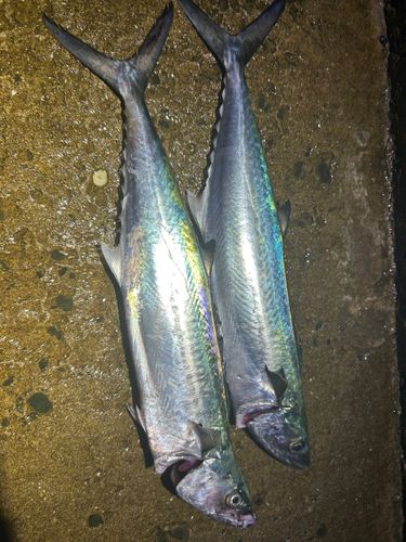 サゴシの釣果