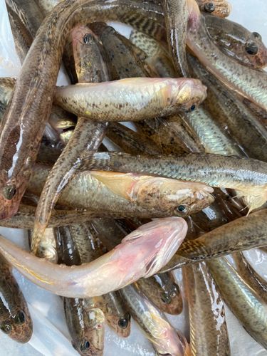 釣果