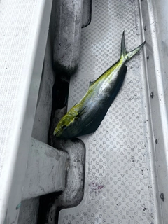 シイラの釣果