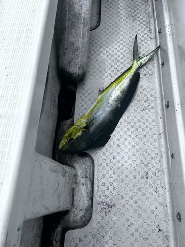 シイラの釣果