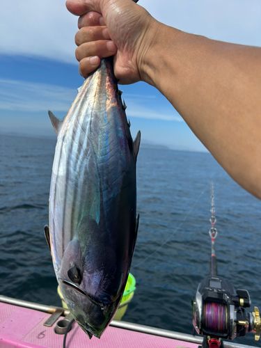 カツオの釣果