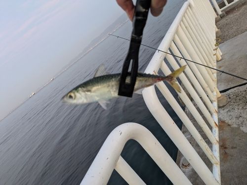 サバの釣果