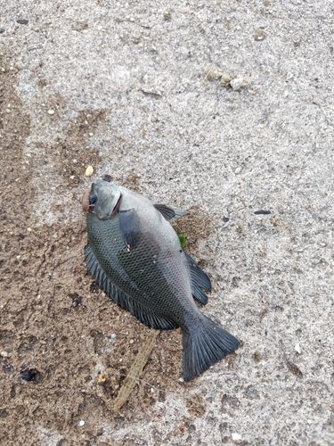 グレの釣果