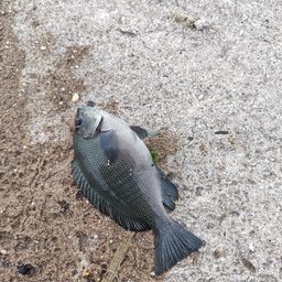 グレ