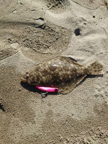 ヒラメの釣果