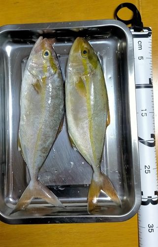 ネリゴの釣果
