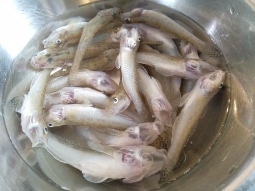 ハゼの釣果