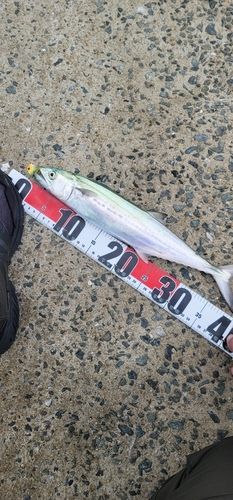 サゴシの釣果