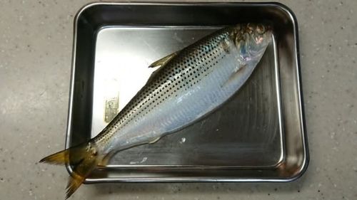 サッパの釣果